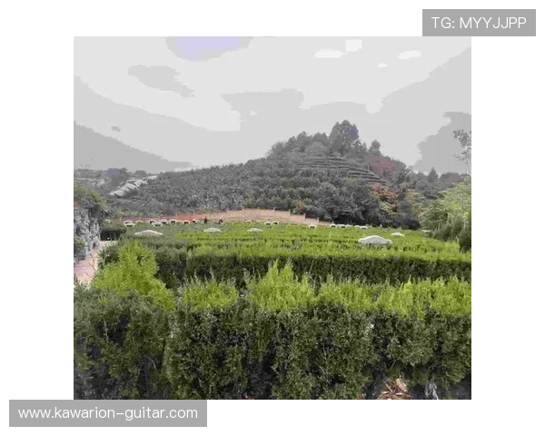 六合彩线上开户流程详解帮助玩家轻松开启线上投注新体验